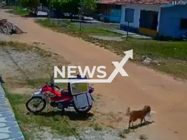 Dog steals lunch from delivery guy in Mocajuba, Para in Brazil, on Sunday, Sept. 11, 2022. The driver does not know what could have happened when he realises one of the meals disappeared. Note: Picture is a screenshot from a video (Newsflash)