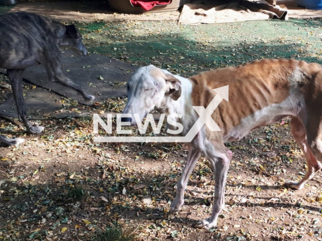 Picture shows one of the malnourished dogs at an animal in Almeria, Spain, undated. 
Police are investigating a shelter  where 66 dogs were found with evidence of malnutrition and ticks and fleas, as well as corpses and bone remains. Note: Police photo. (Newsflash)