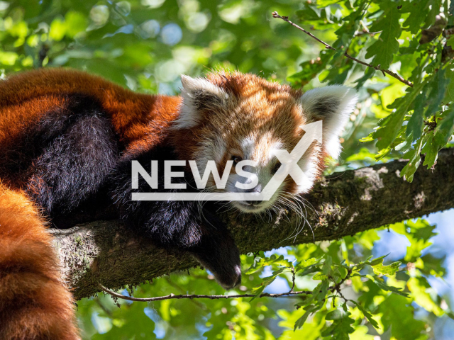 Image shows red panda Tiang Tang, undated footage. The three-year-old female red panda came to the Zurich Zoo in Switzerland from Chester Zoo in England at the beginning of August, 2022. Note: Licensed photo. (Zoo Zurich, Enzo Franchini/Newsflash)