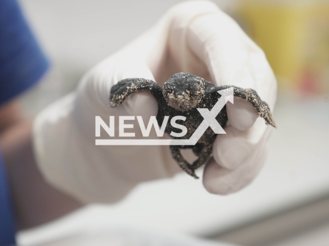 Picture shows the only Loggerhead sea turtle (Caretta caretta) that managed to survive from the 31 eggs of the only nest this season in Spain, undated. The eggs were laid   on July 26, 2022,  on the beach of Guardamar del Segura, and of all the eggs translocated to the Valencian aquarium, only two were fertile. Note: Licensed photo.  (Oceanografic de Valencia/Newsflash)