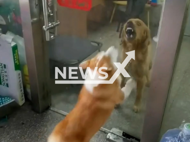 Corgi and Golden Retriever bark at each other with door closed but the two become quiet instantly when the owner opens it in Changshu, China, undated. The owner said that the two dogs acted like this every morning. Note: This picture is a screenshot from the video (23363239/AsiaWire).