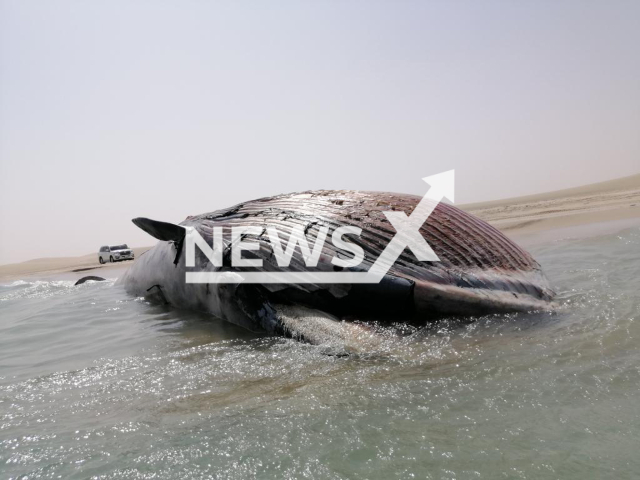 A whale lies dead in the sea near Sealine Beach, Qatar, in an undated video. The probable cause of death was reported by The Ministry of Environment and Climate Change as starvation due to old age. Note: Photo is from the Ministry (Ministry of Environment and Climate of Qatar/Newsflash)