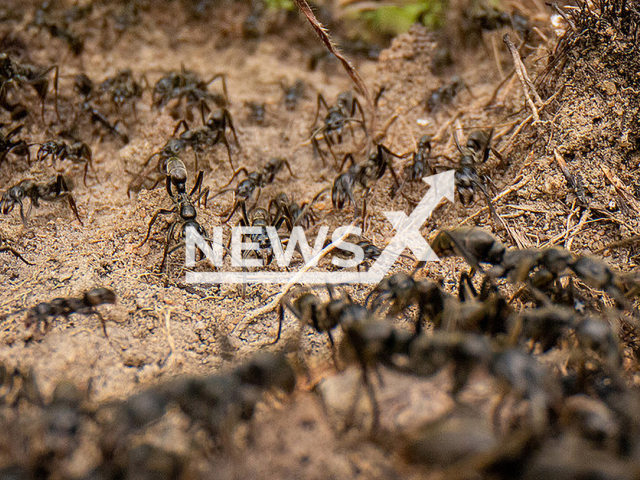 Image shows African Matabele ants in undated photo. Scientists from the University of Wurzburg, Franconia, Bavaria, Germany estimated the number of ants on Earth at 20 quadrillion. Note: Licensed content. (Erik Frank, University of Wurzburg/Newsflash)