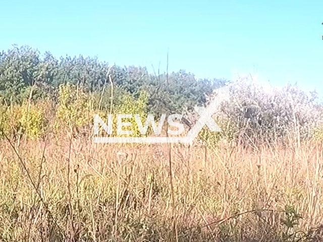 DPR tank hides in a grass in a field area in Mayorsk, Donetsk region, Ukraine in undated photo. Artillery of the 3rd brigade of the People's Militia of the DPR shot at Ukrainian fortifications with help of UAV (Unmanned aerial vehicle). Note: Picture is a screenshot from a video (@nm_dnr/Newsflash)