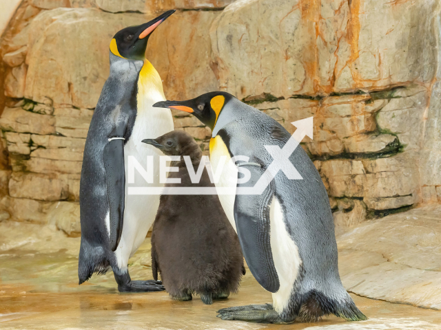 Image shows a king penguin chick with its parents in undated photo. The little one was born in the Vienna Zoo in Austria at the end of July, 2022. Note: Licensed content. (Daniel Zupanc/Newsflash)