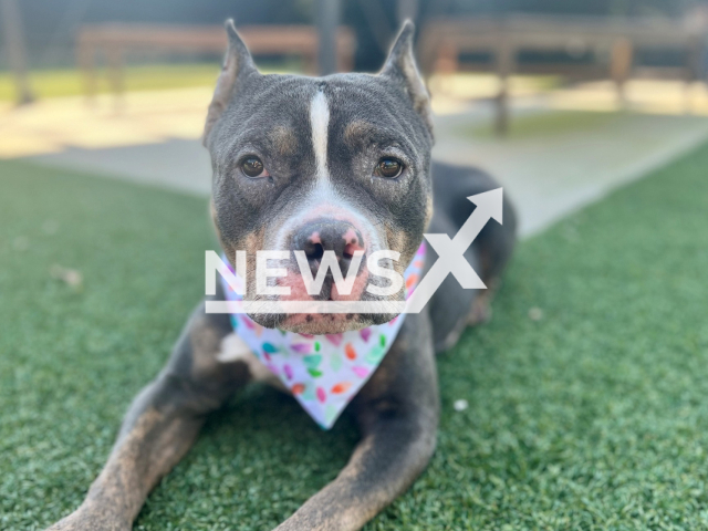 Picture shows the abandoned dog, Remy, undated. According to Greenville Humane Society, it has been determined that Remy is suffering from a grade six heart murmur. Note: Photo from animal shelter (Greenville Humane Society/Newsflash)