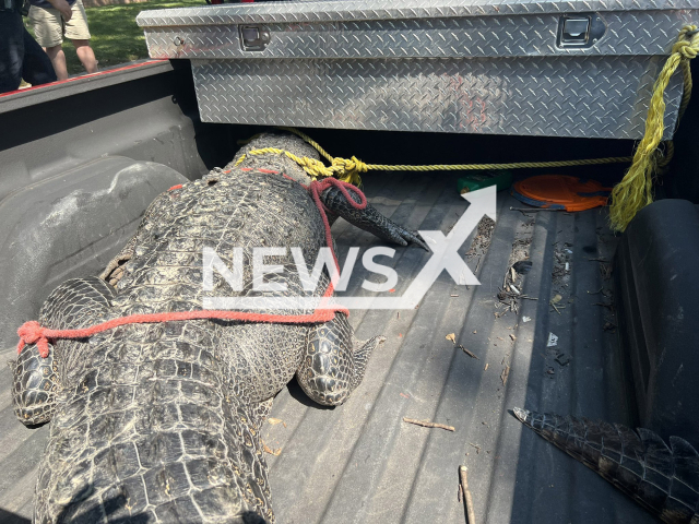 Picture shows the 400-pound, 11-foot-long alligator that strolled through a neighbourhood in Katy, Texas on Monday, Sep, 12, 2022. The animal was caught and then relocated..Note: Police photo(@chad_norvell/Newsflash)