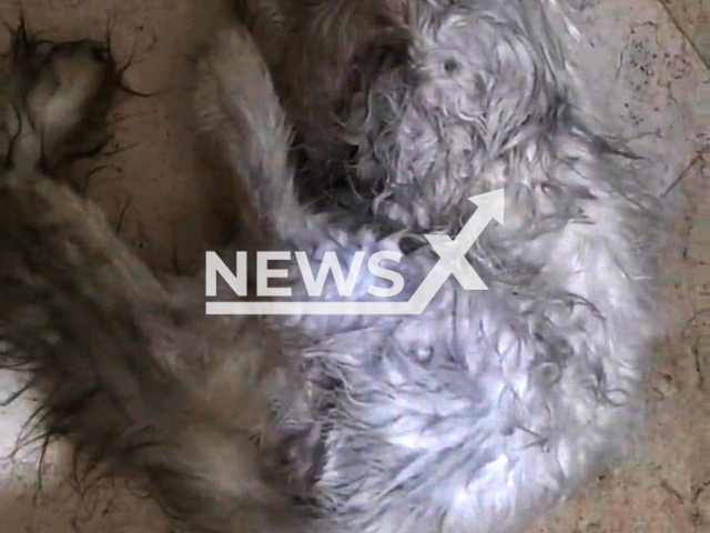 Cat lies on the floor in undated footage. It apparently died of heatstroke after six-hour ride from Wuxi to Suqian in China. Note: Picture is a screenshot from a video (yydgjp/AsiaWire)