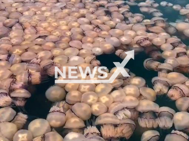 Many jellyfishes spoted in Triste, Italy on April 20, 2022.Note: This picture is a screenshot from the video (@edocale11/Newsflash).