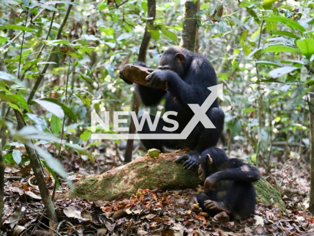 Image shows a female chimpanzee cracking Panda oleosa nuts using a granodiorite hammerstone on a wooden (panda tree root) anvil, undated photo. Researchers from the Max Planck University in Leipzig, Germany identified a variety of chimpanzee stone tools for cracking different nut species in a study published on Wednesday, Sept. 21, 2022. Note: Licensed content. (Liran Samuni, Tai Chimpanzee Project/Newsflash)