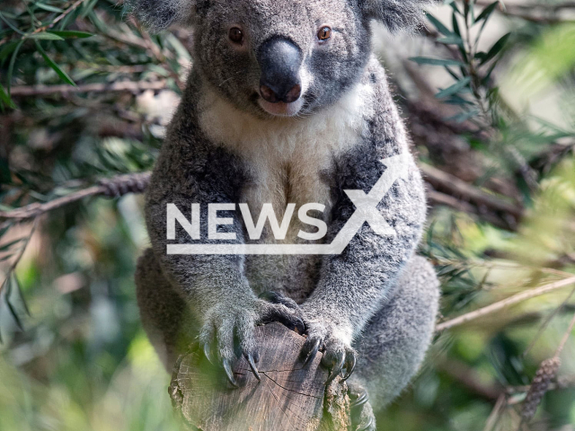 Male koala Uki poses in his new plant paradise, undated photo. The Zurich Zoo in Switzerland opened the new Australian enclosure on Wednesday, Sept. 21, 2022. Note: Licensed content. (Zoo Zurich, Nikon, Maria Schmid/Newsflash)