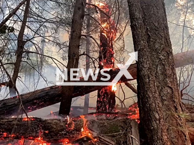 Fire creates mosaic burn effect on Cedar Creek Fire, Lane County, Oregon Wednesday Sept 21, 2022. The Cedar Creek Fire began August 1, 2022 when a lightning storm caused 20 to 30 new fires on the Willamette National Forest. Note: This picture is a screenshot from the video. (InciWeb/Newsflash).