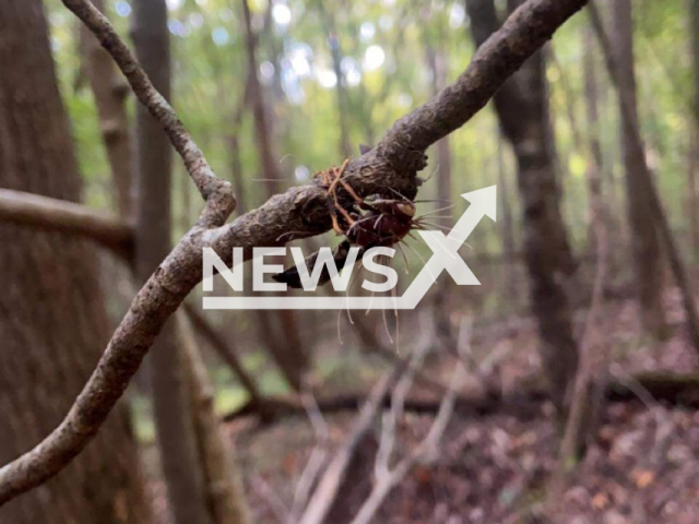 A zombie wasp grips a twig with the fungus sprouting from its physique in Fayette County, Alabama, U. S., in an undated photo. Cordyceps is a type of parasitic fungus that infects the insect's brain and orchestrates its movements. Note: Photo is from the Alabama Wildlife and Freshwater Fisheries Division  (@alabamawildlifeandfreshwaterfisheries/Newsflash)