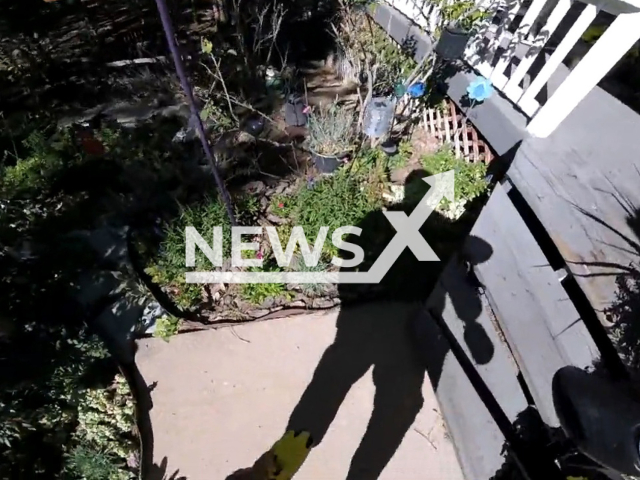 Bear hides under the front porch of a home in Colorado, USA in an undated video. Officer Adler used his taser and fired paintballs to haze the bear into leaving. Note: Picture is a screenshot from a video (@CPW_SE/Newsflash)