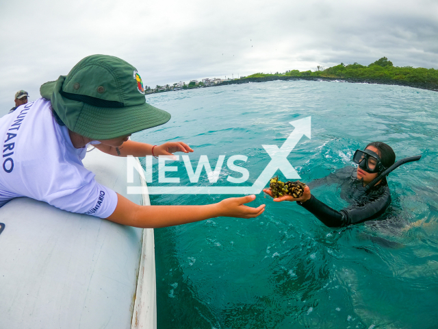 Diver hands one of the  corals to another team member to examine, in Santa Cruz, Galapagos, Ecuador, undated. An experimental project was implemented to test different methods that favour the reproduction and growth of corals in a "nursery" in 2020. Note: Photo is a screenshot from a video. (Parque Nacional Galapagos/Newsflash)