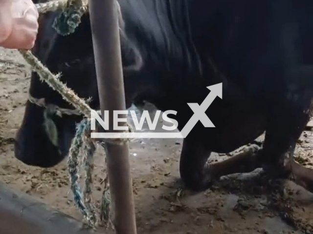 Cow kneels on its front legs when buyer comes to take it making the owner change his mind and keep it in Huainan, Anhui in China, in undated footage. Mr. Yuan apologized to the seller and returned the money to him. Note: Picture is a screenshot from a video (20726215663/AsiaWire)