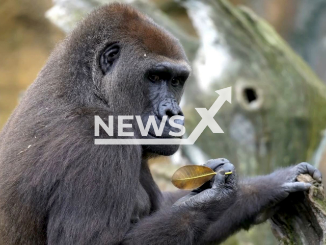 Gorillas in the equatorial forest of BIOPARC Valencia in Valencia, Spain in undated video. Note: This picture is a screenshot from the video (BIOPARC Valencia/Newsflash).