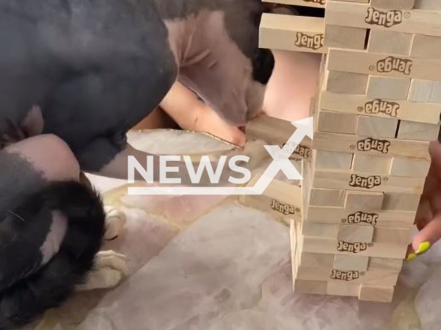 Cat playing Jenga in the undated video. Jenga is a board game played with 54 wooden blocks. Note: This picture is a screenshot from the video (@thedarklord.cat/Newsflash).