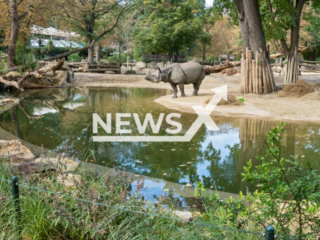 Image shows an Indian rhino in undated photo. A newly created pond for the Indian rhinos was opened in the Schonbrunn Zoo in Vienna, Austria on Thursday, Sept. 22, 2022. Note: Licensed content. (Daniel Zupanc/Newsflash)