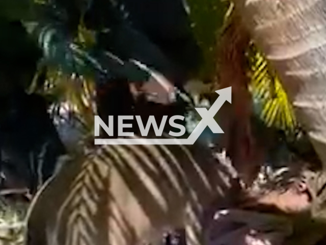 Sheriff's deputies rescue a deer found entangled in a mesh hammock in Big Pine Key, Florida, Thursday, Sept. 22, 2022. The deer was not seriously injured in the incident. Note: This picture is a screenshot from the video (MCSO - Florida Keys/Newsflash).