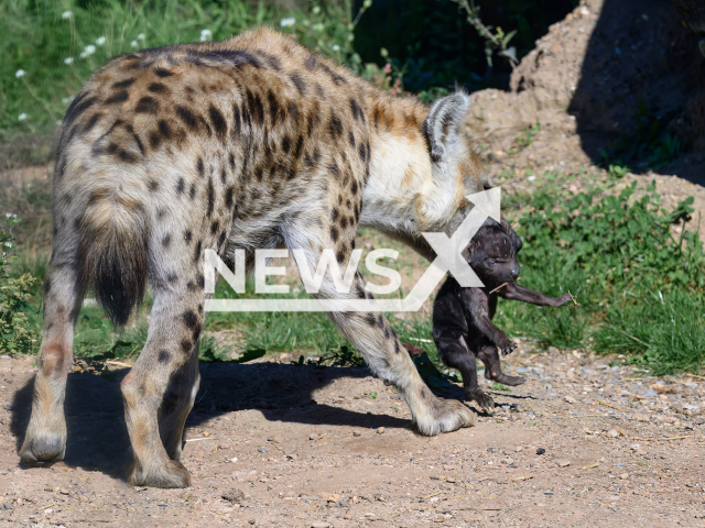 Image shows female hyena Tesi with her cub, undated photo. The little one was born in the Zurich Zoo in Switzerland at the beginning of September 2022. Note: Licensed content. (Zoo Zurich, Fabio Suess/Newsflash)