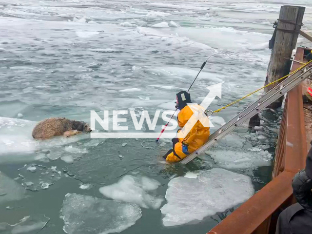 The police saved a dog from the ice on Detroit River, Michigan, on 28th February, 2022. Note: Picture is a screenshot from a video (@wyandottepdmi/Newsflash)