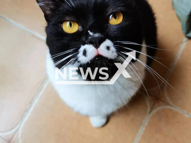 Picture shows the cat with bow tie mark on face in Chongqing, China, undated. It was raised by Ms. Hu. Note: Private photo. (Msicbna/AsiaWire)