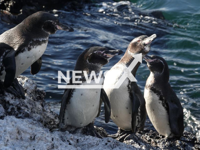 Picture shows Galapagos penguins (Spheniscus mendiculus)  on the Galapagos Islands, Ecuador, undated. The research team conducted a field trip to monitor their reproduction process, and noted an  increased  number of juveniles among   the 31 penguins examined. 
 
Note: Private photo.  (Parque Nacional Galapagos/Newsflash)