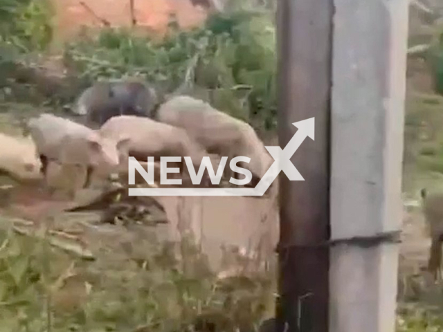 Picture shows several pigs in destroyed residential area in Ukraine in undated photo. Pigs allegedly ate body remains of died Russian military captain. Note: This picture is a screenshot from the video . (@AFUStratCom/Newsflash)