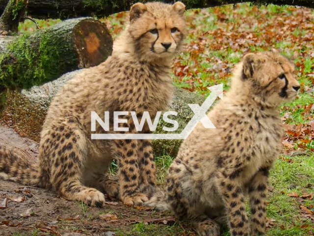 Picture shows cheetahs at the Safari Park Beekse Bergen, in Hilvarenbeek, Netherlands, undated.  
A 17-year-old German schoolboy was bitten by a cheetah and injured  at the safari park, on Monday, Sept. 26, 2022.  
Note: Photo is a screenshot from a video. (Newsflash)