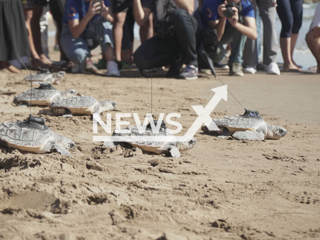 Picture shows some of the 14 Loggerhead sea turtles (Caretta caretta)  Fourteen turtles  going into the sea on the beach of El Puig, in Spain, this Wednesday, Sept. 28, 2022.  Eight of the turtles had satellite transmitters to follow their path and learn more about their behaviour, as part of a program that aims to increase their chances of survival.
 Note: Licensed photo. (Oceanografic Valencia/Newsflash)