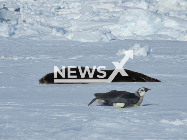 Image shows an emperor penguin colony near the Neumayer station of the Alfred Wegener Institute in an undated photo. A 2022 study showed that young emperor penguins swim far north beyond the 50th parallel south in their first year of life in Antarctica. Note: Licensed content. (Alfred Wegener Institut, Aymeric Houstin/Newsflash)