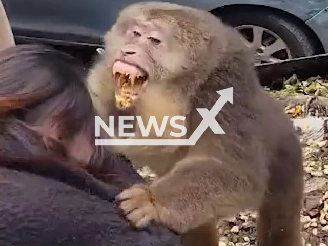 Monkey tries to bite woman's head in Chengdu, China. Note: This picture is a screenshot from the video (qinqing789/AsiaWire).