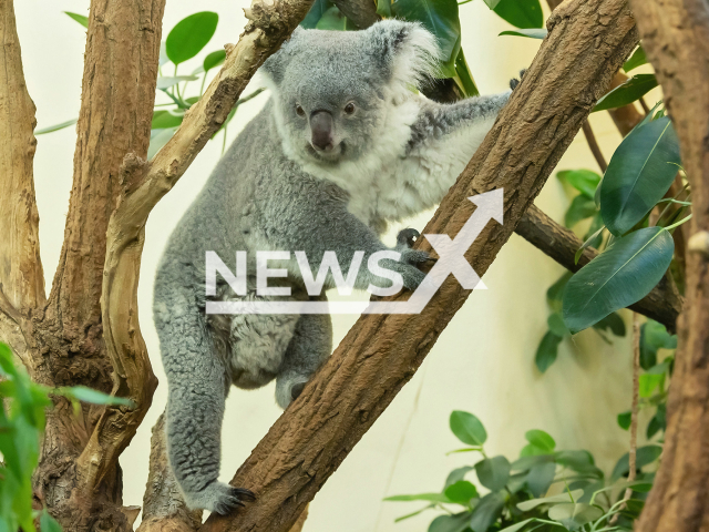 Image shows a female koala with a cub in its pouch, undated photo. The Tiergarten Schonbrunn in Vienna, Austria is expecting the new offspring in April, 2023. Note: Licensed content. (Daniel Zupanc/Newsflash)