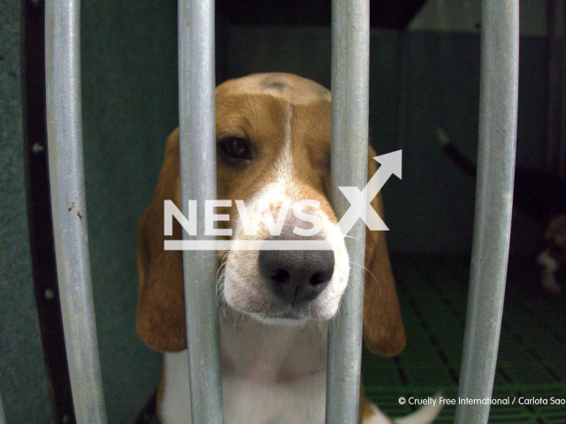 Dog behind bars in the lab of Madrid, Spain, reported by the organization in April 2021.
Notes: we have obtained permission to use the picture (Carlota Saorsa-Cruelty Free International/Newsflash)