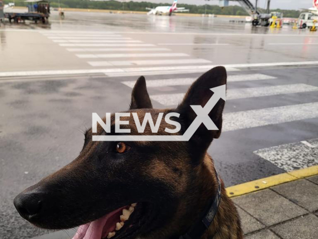 Image shows police dog Joey, undated photo. He helped the Customs Investigation Office in Essen, Germany seize over 180,000 untaxed cigarettes along with ammunition and alcohol since Tuesday, Sept. 20, 2022. Note: Licensed content. (Zollfahndungsamt Essen/Newsflash)