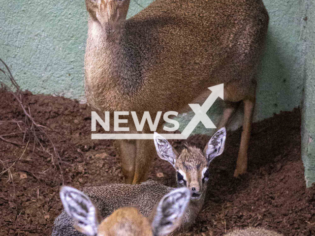 Picture shows Kirk's dik-diks (Madoqua kirkii) with the young, at the park in Valencia, Spain, undated. An offspring was born at the BIOPARC Valencia, in Spain, as a the result of the efforts of the park in the international program for its conservation. Note: Licensed photo.  (BIOPARC Valencia/Newsflash)