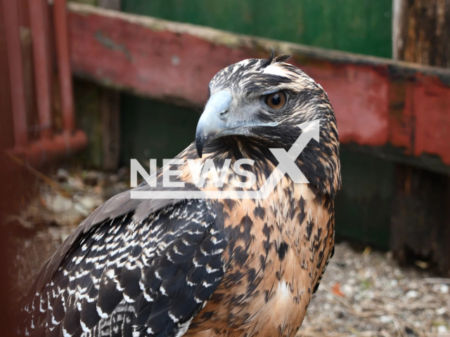 Picture shows the black-chested eagle (Geranoaetus melanoleucus )  in San Clemente del Tuyu, Argentina, on Wednesday, Sept. 28, 2022. It was found unable to fly by a local resident in early July, 2022, after almost 3 months of rehabilitation, it  was reinserted into its natural habitat. Note: Licensed photo.  (Mundo Marino/Newsflash)