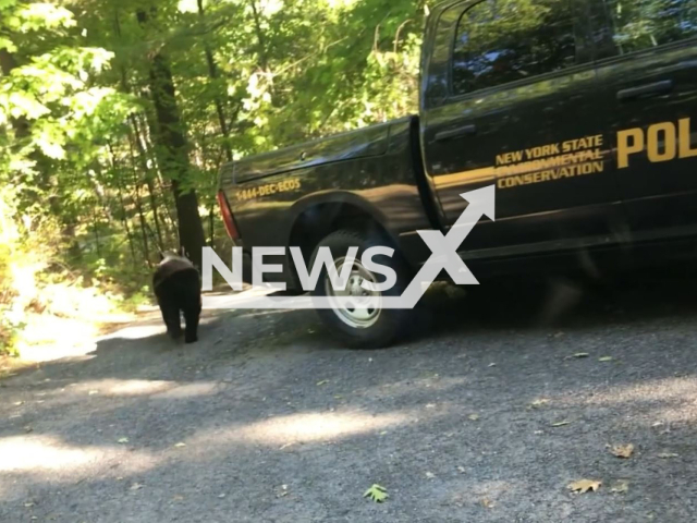 Officers releases a bear trapped in New York, New York State, USA. The officers used their vehicles to create a "funnel" so the bear would flee in a safe direction. Note: The photo is a screenshot from a video.(NYS Department of Environmental Conservation/Newsflash)