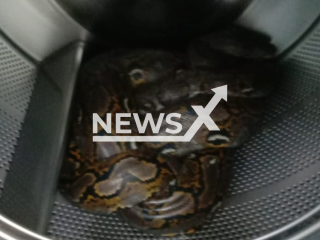 Picture shows a six-foot python weighing 20 kilogrames inside one of the washing machines, at a  launderette, in  Johor Bahru,  Malaysia, on Saturday, Oct. 1, 2022.
It was found by a customer when she tried to use the machine. 
 Note: Fire fighters photo. (@bombalarkin/Newsflash)