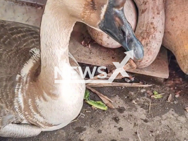 Goose that was about to be killed cries in Hechuan, China. Note: Picture is a screenshot from a video (887760074/AsiaWire)