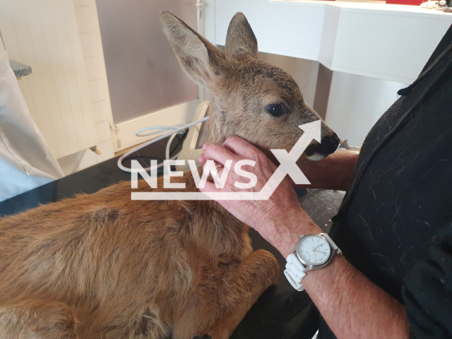 Image shows the injured baby deer, undated photo. It was rescued by the team at Tierparadies Schabenreith in the district of Kirchdorf, Krems, Upper Austria, Austria on Sunday, Sept. 18, 2022. Note: Licensed content. (Tierparadies Schabenreith/Newsflash)