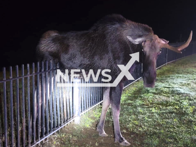 Connecticut State Environmental Police and the Barkhamsted Fire Department rescues a moose stuck on a fence in Connecticut, the USA in an undated video. Officials said the moose was unable to get its back legs over the fence, and the animal's belly stopped it from being able to back up. Note: Police picture. (@CTEnConPolice/Newsflash)