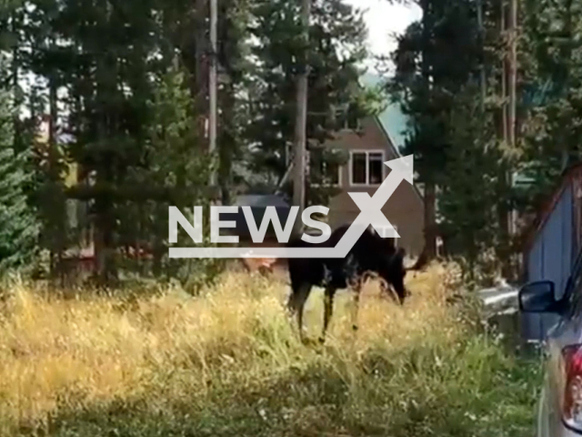 Wildlife officers helped free a young bull moose in Colorado, USA.Note: Picture is a screenshot from a video (@CPW_NW/Newsflash).