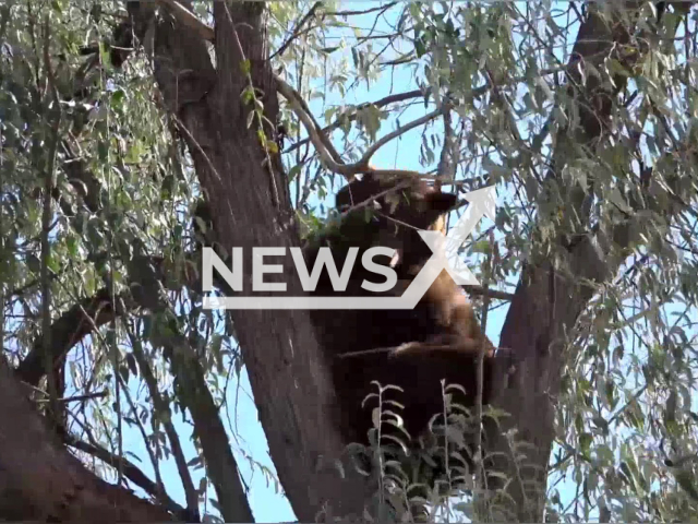 West Metro Fire Rescue and Colorado Parks and Wildlife rescue a bear hanging on a tree in Littleton, Colorado, the USA on Tuesday, Oct. 4, 2022. After the rescue, the bear was relocated to an area that is more bear appropriate. Note: Photo is a screenshot from the video (West Metro Fire Rescue/Newsflash)