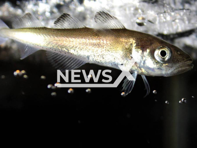 Image shows the Arctic polar cod Boreogadus saida, undated photo. Researchers predicted that climate change could shift and intensify seasonal acidification in the Arctic Ocean. Note: Licensed content. (Hauke Flores, Alfred Wegener Institute/Newsflash)