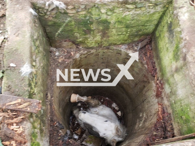 Trapped horse rescued from 15-foot-deep well in Whidbey Island, Washington on 3rd March 2022. Note: Fire department photo. (North Whidbey Fire and Rescue/Newsflash)