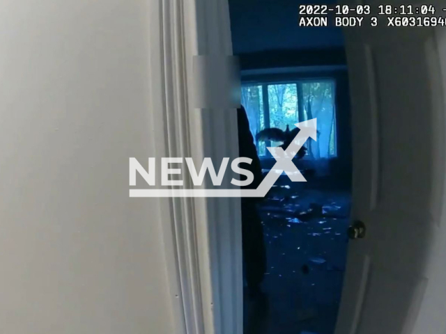 The man enters the room where the wild turkey is stuck in a house in Miami, Florida, USA in an undated video. The animal flew out through the same windows it broke through. Note: Photo is a screenshot from a video.(Miami Township Police/Newsflash)