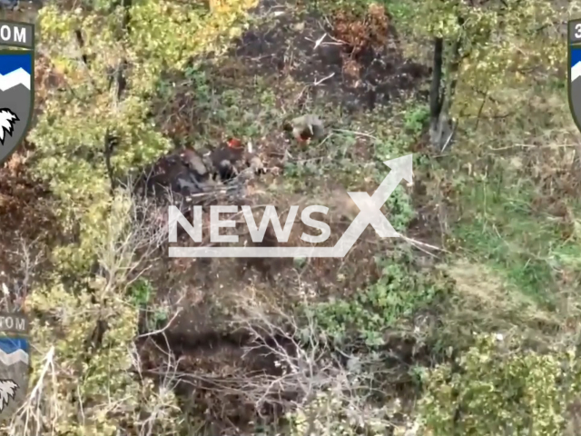 Russian soldiers hide in their dugouts in a forested area in Ukraine in undated photo. The 108th Separate Mountain Assault Battalion of the 10th Mountain Assault Brigade worked on the positions of the Russian invaders. Note: Picture is a screenshot from a video (@UkrainianLandForces/Newsflash)