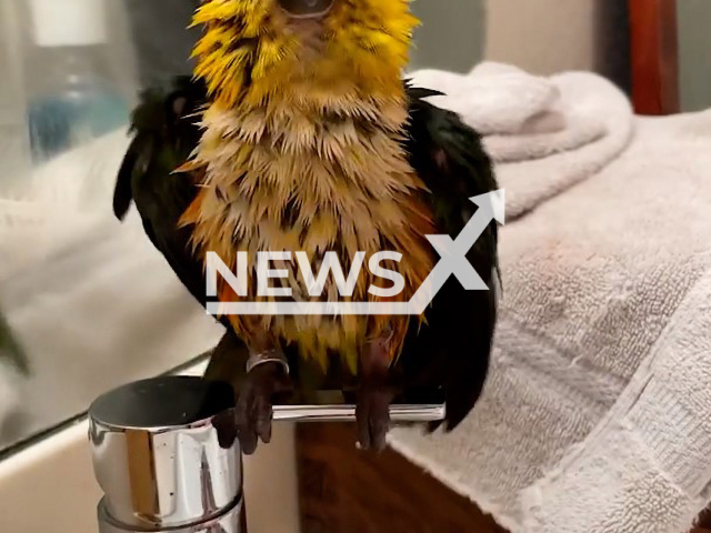 Cassini, the parrot from Dallas, Texas. Note: This picture is a screenshot from the video (@plutobirdie/Clipzilla).